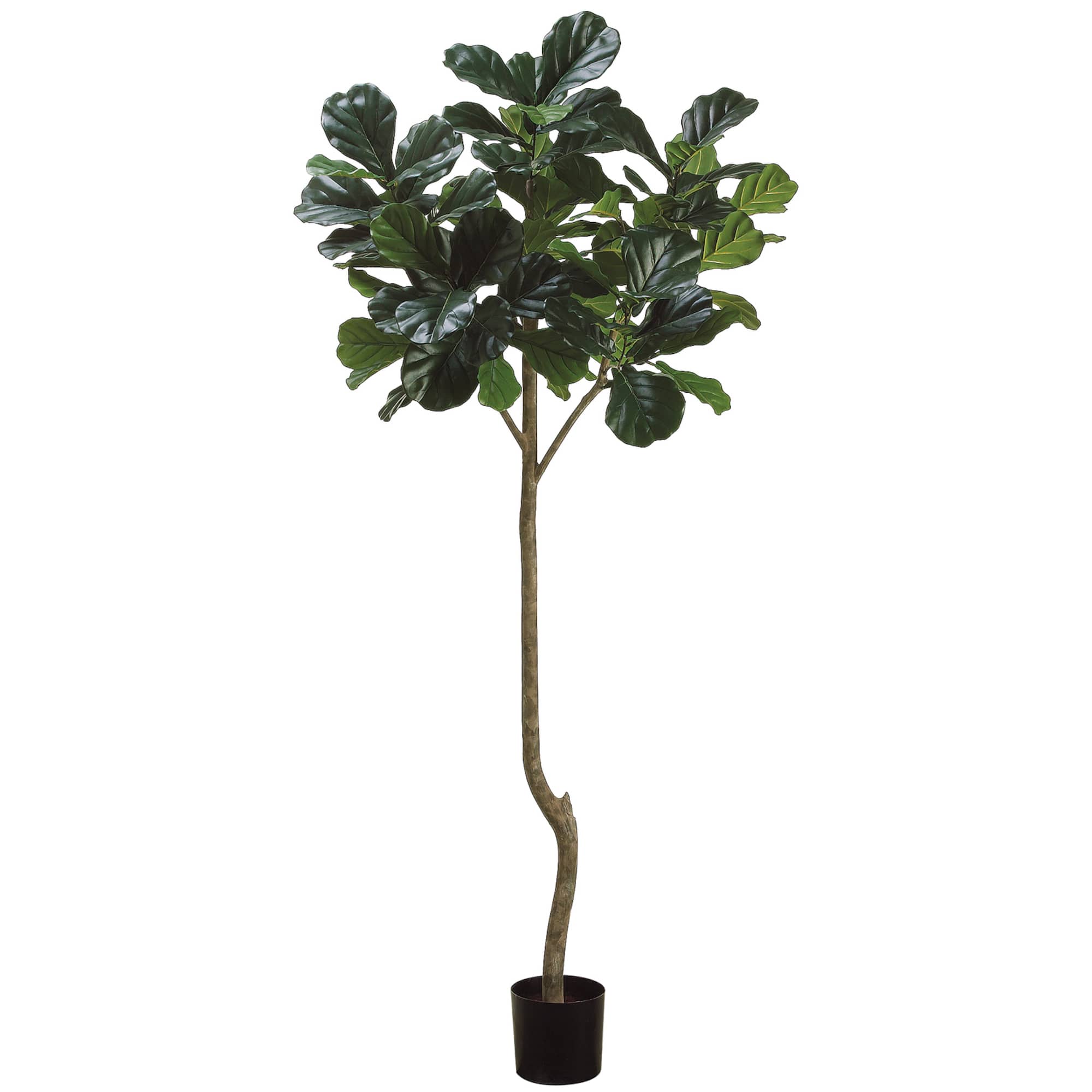 7' Fiddle Leaf Plant